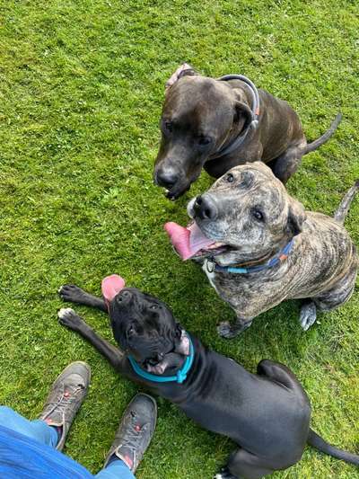 Die Dogorama Kalender Challenge Titelbild-Beitrag-Bild