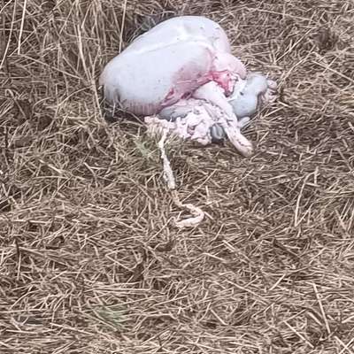 Giftköder-Kadaver Innerrein-Bild