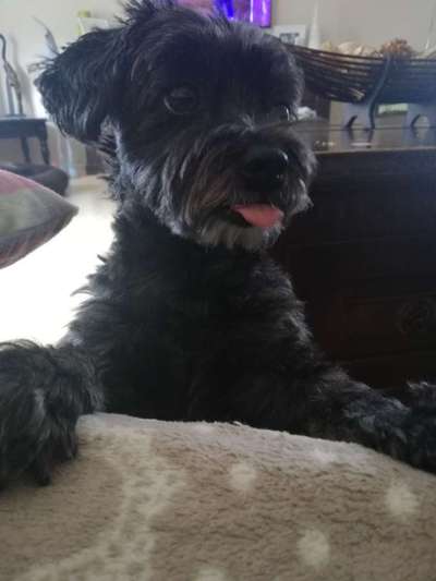 Dogorama Photo Challenge - Einmal lächeln bitte-Beitrag-Bild