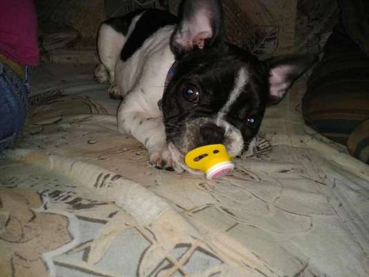 Welpen Bilder !-Beitrag-Bild