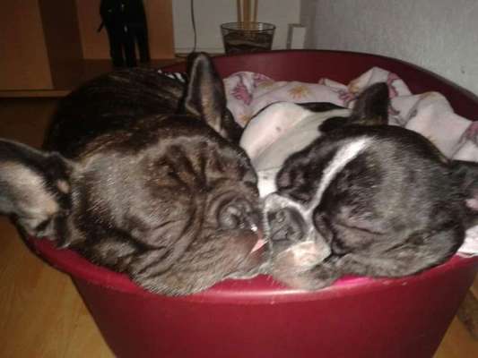 Bester Freund, Hundekumpel - zeigt her!-Beitrag-Bild