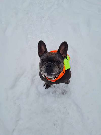 Zeigt die schönsten Schneebilder von eurer Fellnase ❄️-Beitrag-Bild