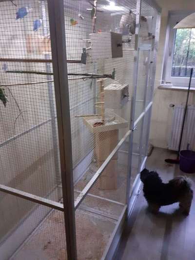 Andere Haustiere?-Beitrag-Bild