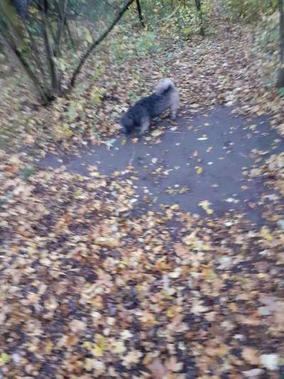 Regenbogenbrücke-Beitrag-Bild