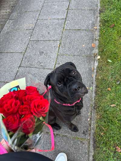 Hundetreffen-Robuste spielfreunde-Bild