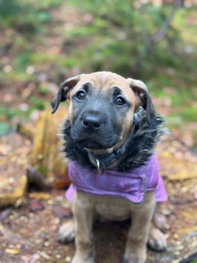 Hundetreffen-Feste Welpen Freunde / playdate-Bild