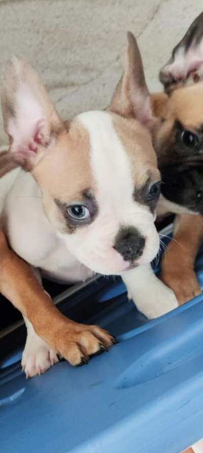 Französische Bulldoggen-Beitrag-Bild