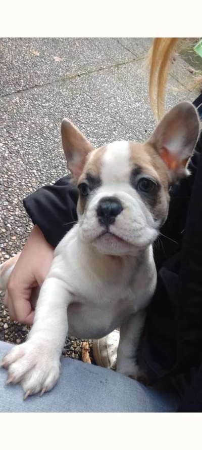 Französische Bulldoggen-Beitrag-Bild