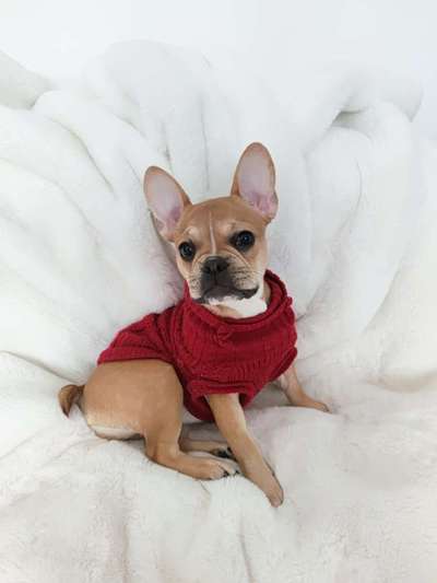 Französische Bulldoggen-Beitrag-Bild