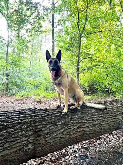 Zeigt eure Malinois!!!-Beitrag-Bild