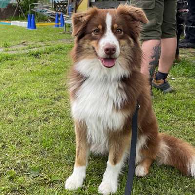Hundetreffen-Spielen, Gassi-Bild