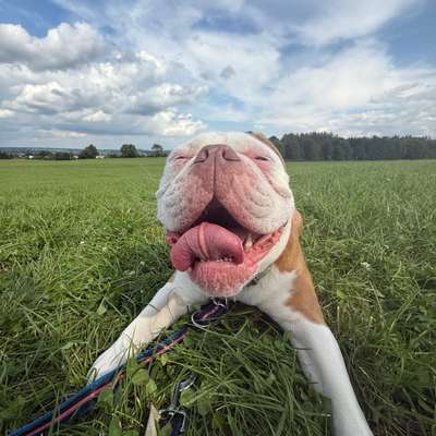 Hundetreffen-Old englisch Bulldog-Bild