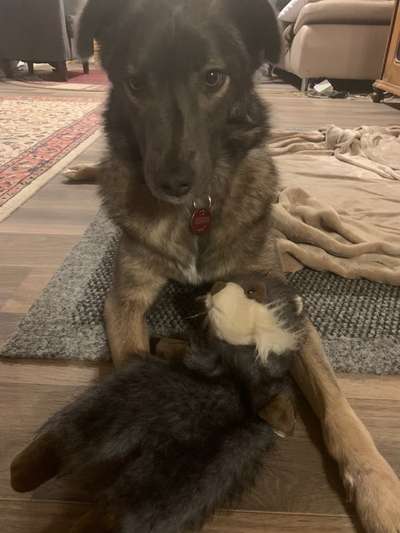 Herdenschutzhunde und Herdi-Mixe-Beitrag-Bild