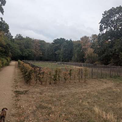 Hundetreffen-Hattersheimer Hundewiese🐕☀️-Bild