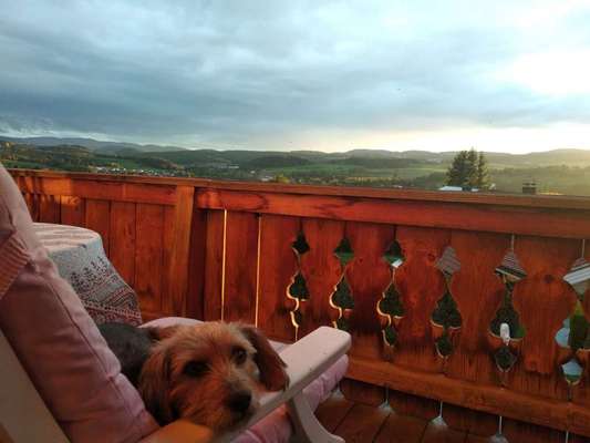 Die Dogorama Wochen Challenge: “Dein Hund im Urlaub”-Beitrag-Bild