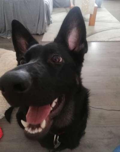 Dogorama Photo Challenge - Einmal lächeln bitte-Beitrag-Bild