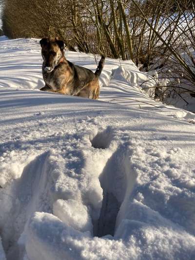 Die Dogorama Kalender Challenge Teil 2/4-Beitrag-Bild