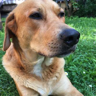 Hundetreffen-Natur pur und glückliche Hunde-Profilbild