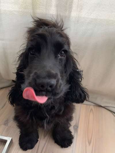 Welpen Bilder !-Beitrag-Bild