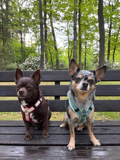 Hundetreffen-Hundetreffen für gemeinsame Runden und spielen-Bild