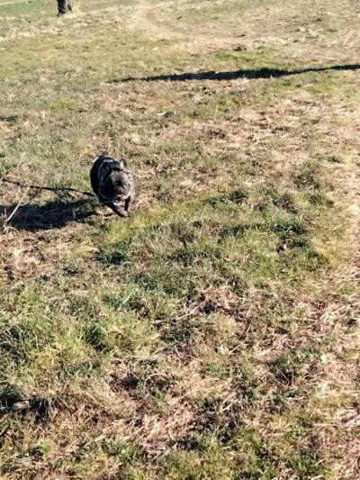 Die wunderschöne Welt mit Hund.-Beitrag-Bild