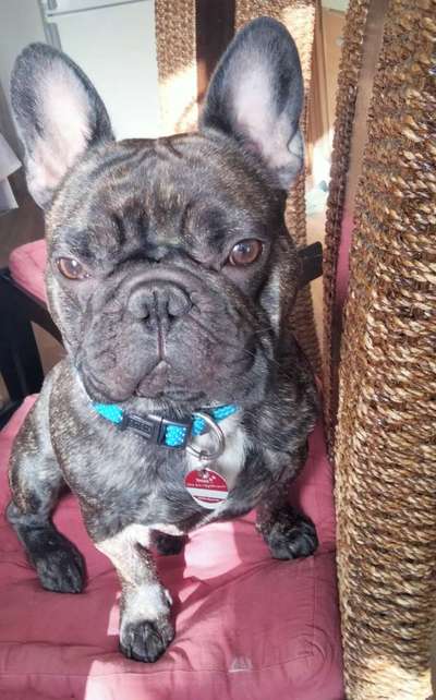 Wie heißt dein Hund?-Beitrag-Bild