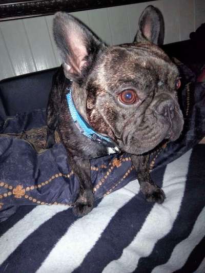 Französische Bulldoggen-Beitrag-Bild