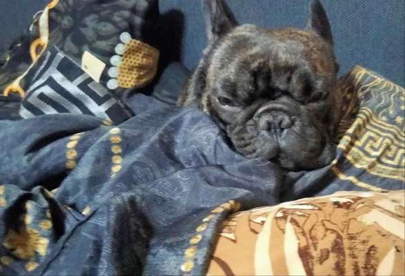 Meinungen zu ANIFIT?-Beitrag-Bild