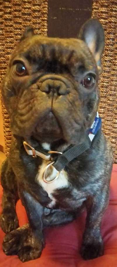 Hunde im Urlaub-Beitrag-Bild