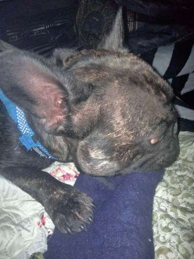 Bild wo euer Hund quatsch macht-Beitrag-Bild