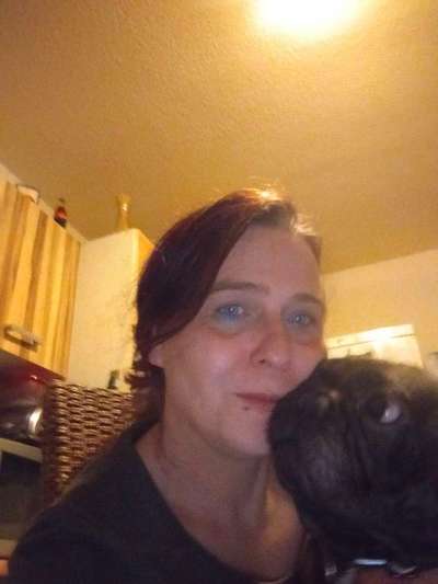 Französische Bulldoggen-Beitrag-Bild