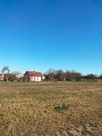 Die wunderschöne Welt mit Hund.-Beitrag-Bild