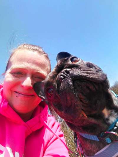 Französische Bulldoggen-Beitrag-Bild