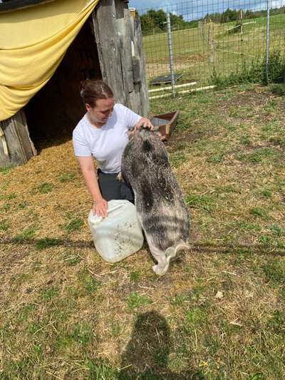 Die wunderschöne Welt mit Hund.-Beitrag-Bild