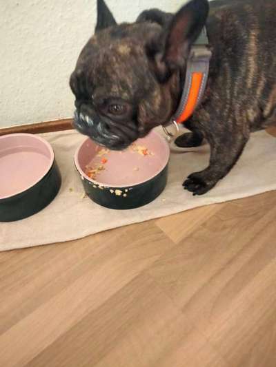 Hundenapf Frenchie-Beitrag-Bild