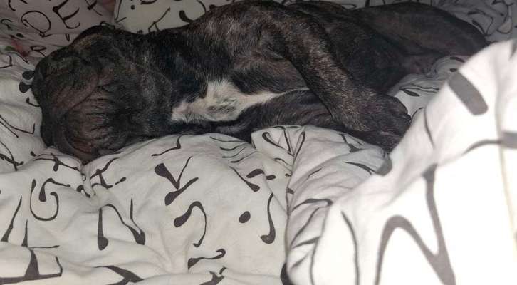 Darf der Hund bei Euch im Bett schlafen?-Beitrag-Bild