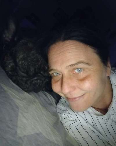 Französische Bulldoggen-Beitrag-Bild