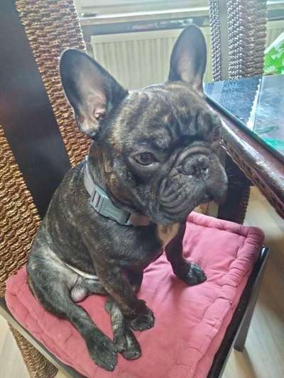 Zeigt mir die tollste Nahaufnahme von eurer Fellnase-Beitrag-Bild