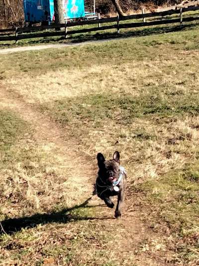 Dogorama Photo Challenge - Der Frühling kommt-Beitrag-Bild