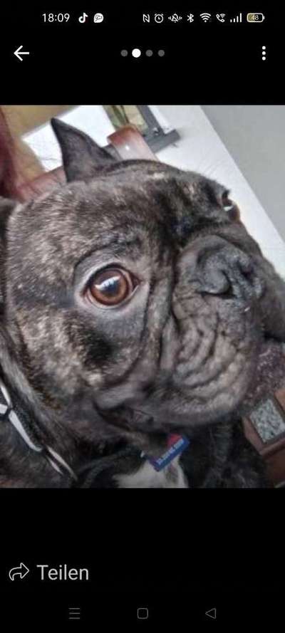 Wie heißt dein Hund?-Beitrag-Bild