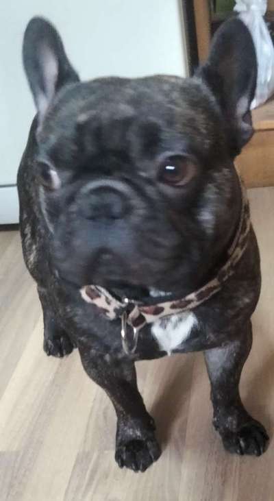 💖😊Das ALLERSCHÖNSTE Foto von deinem Hund💖😊-Beitrag-Bild