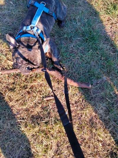 Die wunderschöne Welt mit Hund.-Beitrag-Bild