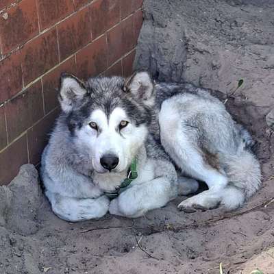 Hundetreffen-Trainingspartner gesucht-Bild
