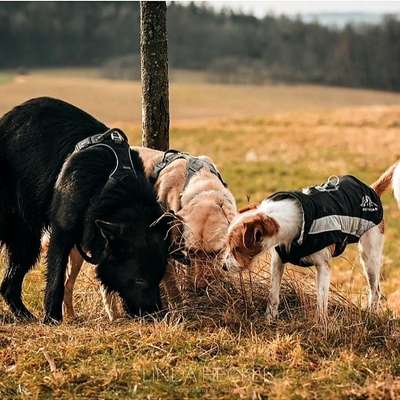 Hundetreffen-Social Walk  , Gassirunde-Bild