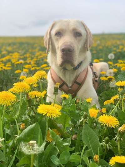 Dogorama Photo Challenge - Frühlingserwachen-Beitrag-Bild