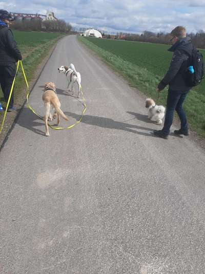 Hundetreffen-Social Work , Training-Bild