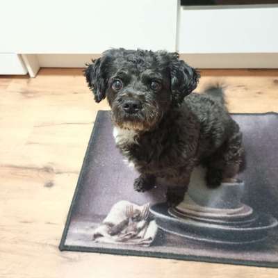 Hundetreffen-Maltipoo-Bild