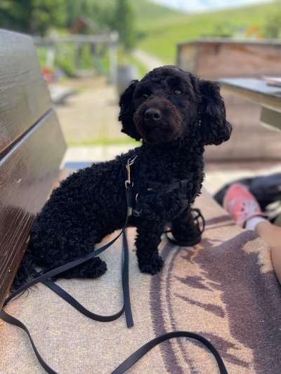 Hunde Porträt (Portrait) Galerie....-Beitrag-Bild