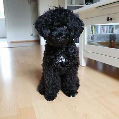 Hundetreffen-Stadtwalk-Bild