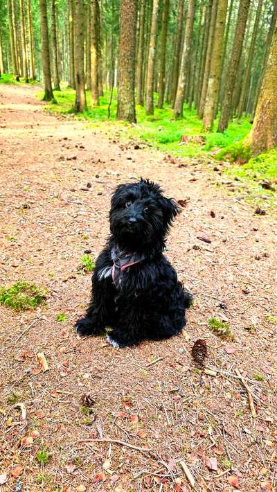Hundetreffen-Gassi/ Training/ Sozialisierung-Bild